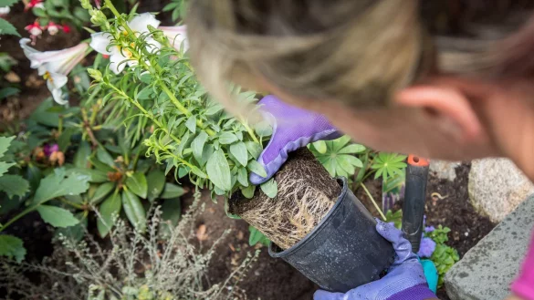 Bei Stauden wie dem Löwenmäulchen sollte man die Wurzelballen vor dem Einpflanzen wässern. - © Christin Klose/dpa-tmn/dpa