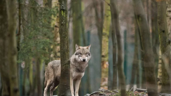 Wer einem Wolf begegnet, sollte nicht weglaufen und gen&uuml;gend Abstand halten. Wichtig ist, dass man dem Tier Raum f&uuml;r den R&uuml;ckzug gibt. - &copy; Klaus-Dietmar Gabbert/dpa-Zentralbild/dpa-tmn