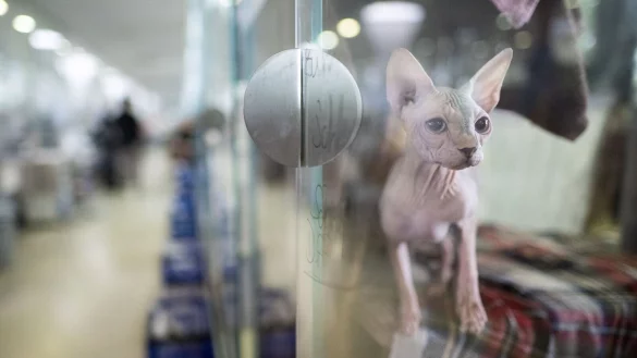 Tiere werden in Heimen umsorgt. Doch wer unterst&uuml;tzt die Einrichtungen? (Archivbild) - &copy; Sebastian Christoph Gollnow/dpa