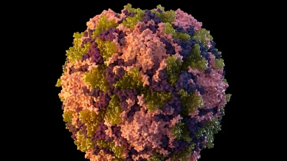 Die von der US-Behörde CDC zur Verfügung gestellte Illustration aus dem Jahr 2014 zeigt ein Poliovirus-Partikel. - © CDC/AP/dpa