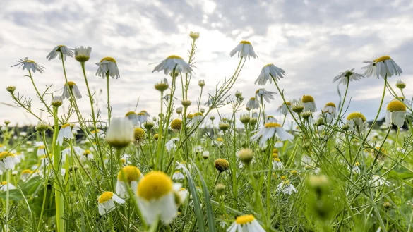 Wolken gibt es in den kommenden Tagen zwar immer wieder mal, die Temperaturen steigen dennoch. - © Frank Hammerschmidt/dpa