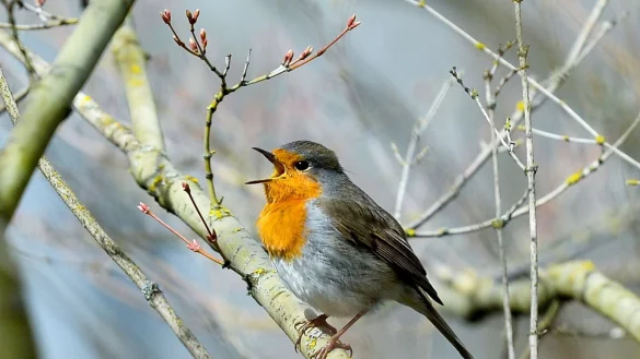 Lichtverschmutzung hat Einfluss auf tagaktive V&ouml;gel wie das Rotkehlchen: Sie singen morgens fr&uuml;her und abends l&auml;nger. (Archivbild) - &copy; Jens Kalaene/dpa-Zentralbild/dpa