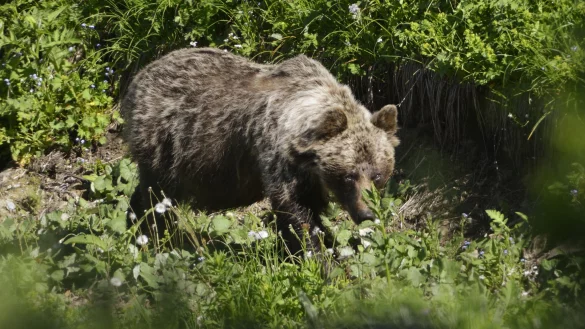 Ein Braunbär in einem slowakischen Gebirgstal. In der Slowakei gibt es mehr als Tausend freilebende Braunbären. (Archivbild) - © Milan Kapusta/tasr/dpa