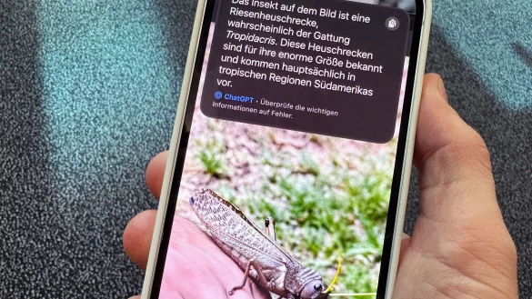 Schicke Schrecke, aber welche ist es genau? Apples Visual Intelligence kann mit Hilfe von ChatGPT auch solche Rätsel lösen. - © Till Simon Nagel/dpa-tmn