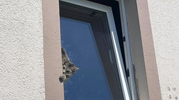 Mit Hilfe einer Drehleiter befreite die Feuerwehr das Tier. - © -/Feuerwehr Lage/dpa