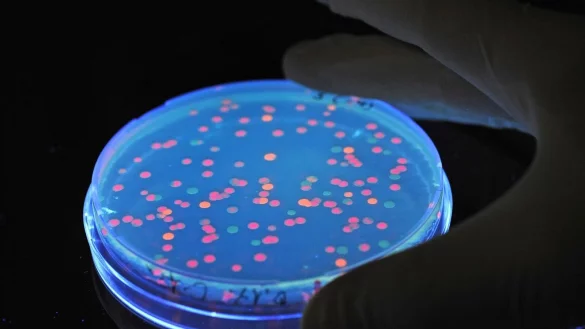 Verschiedene Bevölkerungsgruppen haben ein unterschiedlich hohes Vertrauen in Forscher. (Archivbild) - © picture alliance / dpa