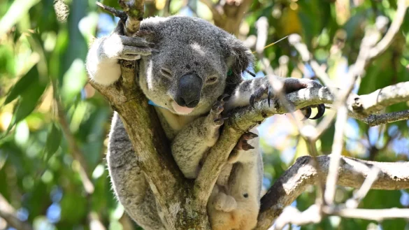 Koalas sind in Australien immer mehr bedroht - auch wegen Chlamydien. - &copy; Darren England/AAP/dpa