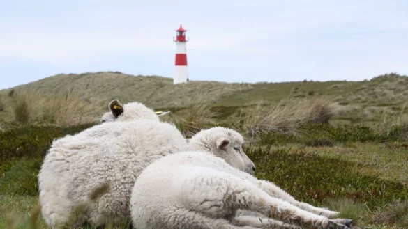 Der Goldschakal, der auf Sylt Dutzende Lämmer gerissen hat, darf wieder gejagt werden (Archivbild). - © Lea Sarah Albert/dpa
