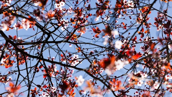 Am Freitag scheint in Nordrhein-Westfalen die Sonne. (Symbolbild) - © Rolf Vennenbernd/dpa