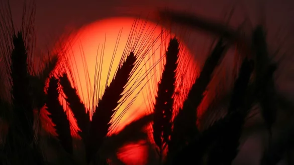 Die Ozonwerte sind in Europa außergewöhnlich hoch für die Jahreszeit. - © Thomas Warnack/dpa