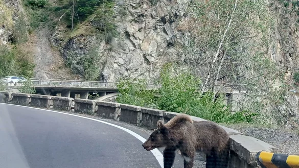 Ein etwa fünf Jahre alter Jungbär auf der Bergstraße Transfagarasan in den rumänischen Karpaten knurrt Autofahrer an. - © Kathrin Lauer/dpa