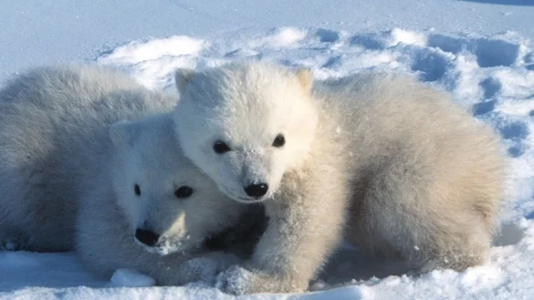 Junge Eisb&auml;ren in Spitzbergen verlassen um den 9. M&auml;rz herum erstmals ihre Geburtsh&ouml;hlen. - &copy; Steven C. Amstrup/Polar Bears International./dpa