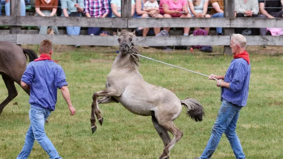 Schnelligkeit und Fitness brauchten die F&auml;nger der jungen kr&auml;ftigen Hengstfohlen. - &copy; Christoph Reichwein/dpa