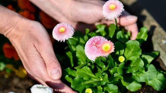 Frühlingsblüher wie das Tausendschön sind farbenfrohe Hingucker für den Balkonkasten. - © Kirsten Neumann/dpa-tmn