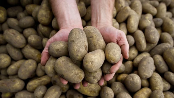 Die Pflanzenkrankheit Stolbur bedroht auch heimische Kartoffeln. - © picture alliance / dpa