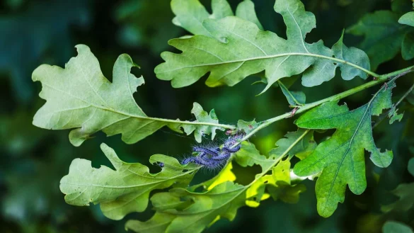 Für Eichen lästig, für Menschen wegen ihrer Brennhaare gefährlich: Die Raupen des Eichenprozessionsspinners. (Archivbild) - © Philipp von Ditfurth/dpa