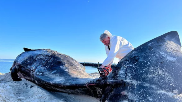 Mit seiner Motorsäge war es für Timo Arp am Morgen nicht leicht, den riesigen Körper des Wals zu durchschneiden. - © Lea Albert/dpa