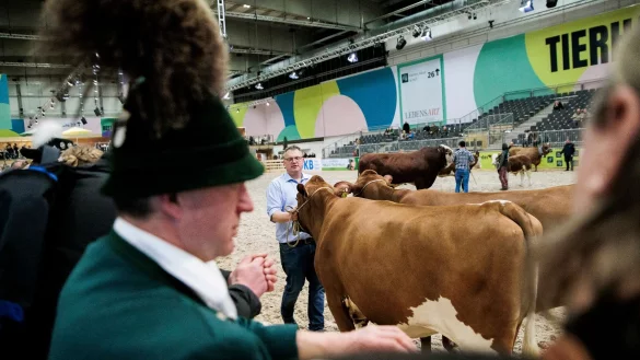Paarhufer wie Rinder, Schweine, Schafe oder Alpakas wird es auf der Grünen Woche in diesem Jahr nicht zu sehen geben. (Archivbild) - © Carsten Koall/dpa