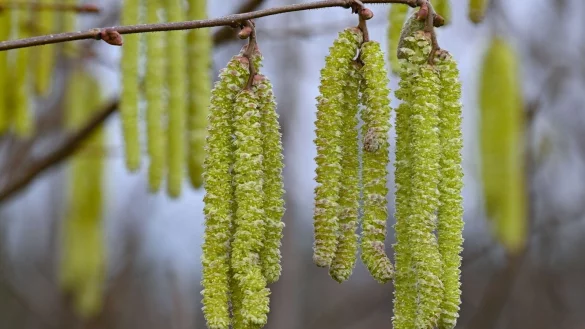 Mit der Haselblüte beginnt der Vorfrühling. (Foto Archiv) - © Patrick Pleul/dpa/ZB