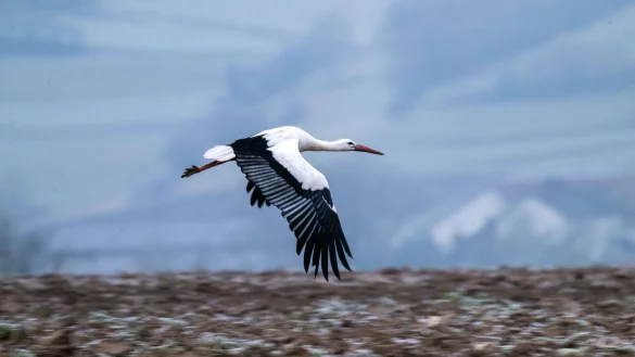Viele St&ouml;rche ziehen im Winter nur noch bis Spanien oder S&uuml;dfrankreich und sind bei g&uuml;nstiger Wetterlage schnell zur&uuml;ck in den Brutgebieten. - &copy; Pia Bayer/dpa