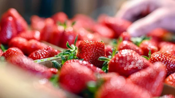 Jetzt gibt es Erdbeeren so günstig wie nie in der Saison. (Archivbild) - © Uli Deck/dpa