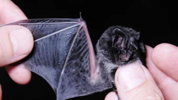 Schutz f&uuml;r Mopsflederm&auml;use, Kr&ouml;ten oder Wildbienen: Das NRW-Umweltministerium f&ouml;rdert mit Umweltschecks ehrenamtliche Artenschutzprojekte (Foto-Archiv). - &copy; Sebastian Willnow/dpa-Zentralbild/dpa