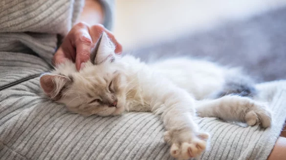 Nähe mit Nebenwirkungen: Kuscheln nach der Hormonbehandlung kann für Tiere riskant sein. - © Christin Klose/dpa-tmn