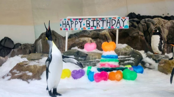 F&uuml;r &laquo;Birthday Boy&raquo; Pesto hagelte es Geschenke - inklusive Gelee-Torte. - &copy; --/Sea Life Melbourne Aquarium/dpa