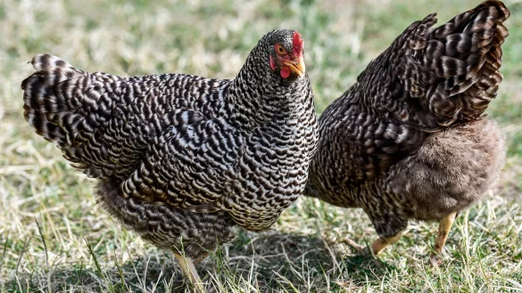 Mechelner-H&uuml;hner sind zwar gro&szlig;, gelten aber dennoch als anf&auml;ngerfreundlich. - &copy; Kirsten Neumann/dpa-tmn