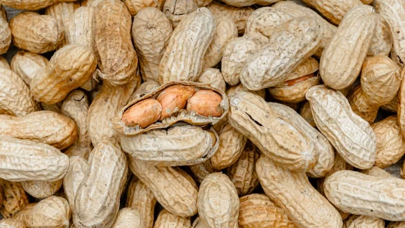 Schon geringe Mengen Erdn&uuml;sse k&ouml;nnen reichen, um allergische Reaktionen auszul&ouml;sen. (Archivbild) - &copy; picture alliance / Markus Scholz/dpa