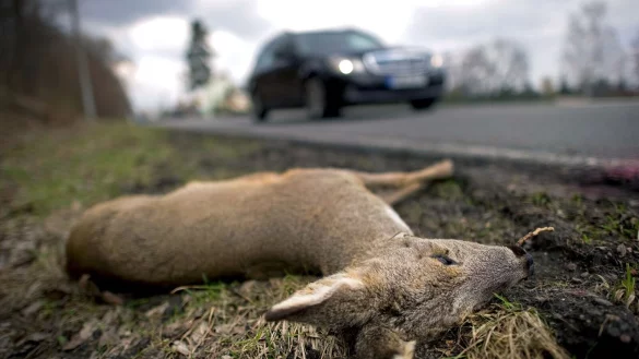 Dieses Reh liegt am Rand einer Bundesstraße, mutmaßlich nach dem Zusammenstoß mit einem Auto. Unfallforscher haben sich die Gründe für solche Unfälle genauer angeschaut und stellen das Ergebnis in Münster vor. (Archivbild) - © Arno Burgi/dpa-Zentralbild/dpa