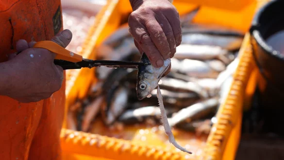 Forscher warnen vor Kosten der Schleppnetz-Fischerei (Archivbild). - &copy; Marcus Brandt/dpa