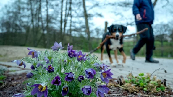 Vorsicht beim Gassigehen: Manche Fr&uuml;hbl&uuml;her sind f&uuml;r Hunde giftig. - &copy; Harald Tittel/dpa/dpa-tmn