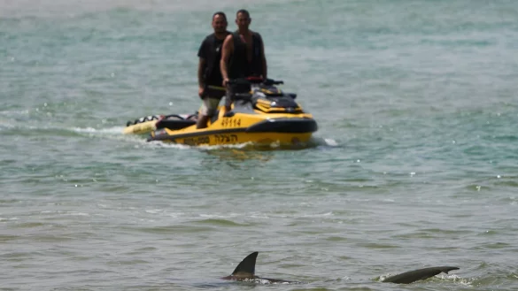 Haiangriffe sind in Israel äußerst selten. - © Ariel Schalit/AP/dpa