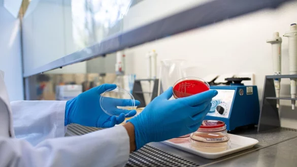 Die Zahl der registrierten Ehec-Infektionen in Mecklenburg-Vorpommern hat sich auf 17 erhöht. (Illustration) - © Guido Kirchner/dpa