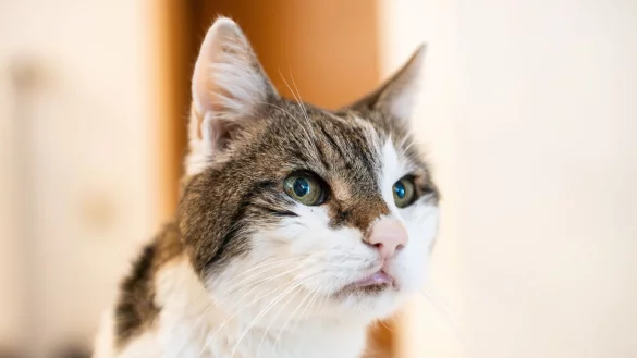 Katzen sollen auch in Amsterdam sicher wieder nach Hause kommen. (Symbolbild) - &copy; Silas Stein/dpa
