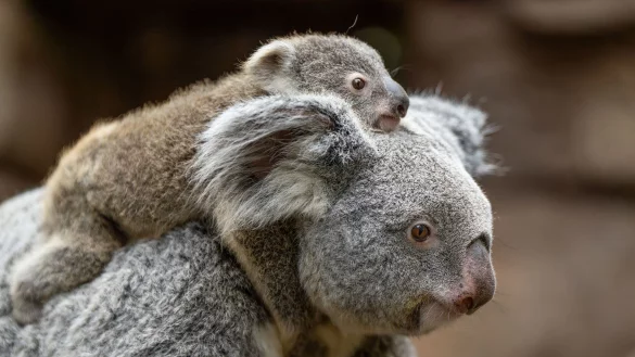 In der Wilhelma sind im vergangenen Jahr zwei Koala-Babys geboren worden. Nun stehen die Geschlechter der beiden fest. Hier trägt Koala-Weibchen Auburn ihr weibliches Jungtier durchs Gehege. (Foto-Handout) - © Birger Meierjohann/Wilhelma Stuttgart/dpa