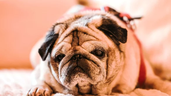 Bei älteren Hunden ist Demenz laut Experten weit verbreitet. - © Oliver Berg/dpa