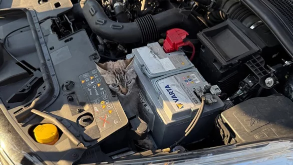 Hatte es sich im Motorraum bequem gemacht und fuhr ein St&uuml;ckchen mit: Eine Katze unbekannter Herkunft. - &copy; -/Feuerwehr Bad Salzuflen/dpa