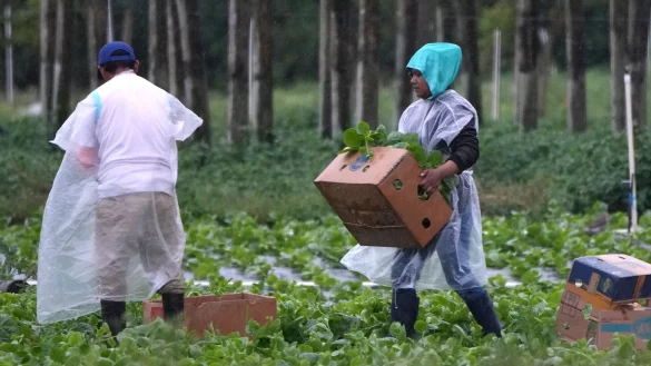 Arbeitskr&auml;fte vor allem aus Mittel- und S&uuml;damerika spielen eine wichtige Rolle in der Landwirtschaft der USA, im Bauwesen und im Gastgewerbe. - &copy; Lynne Sladky/AP/dpa