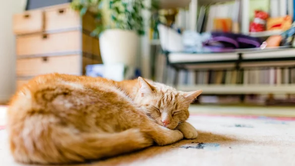 Alt, aber noch längst nicht fertig: Ab dem Alter von zwölf Jahren gelten Katzen in der Regel als Senioren. - © Markus Scholz/dpa-tmn