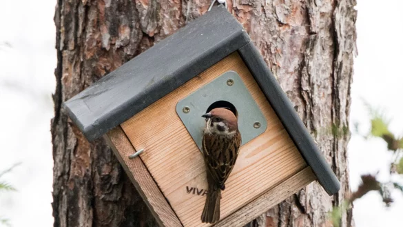 Auf Wohnungssuche: Mit Nisthilfen kann man Vögeln und ihrem Nachwuchs ein geschütztes Heim bieten. - © Andrea Warnecke/dpa-tmn