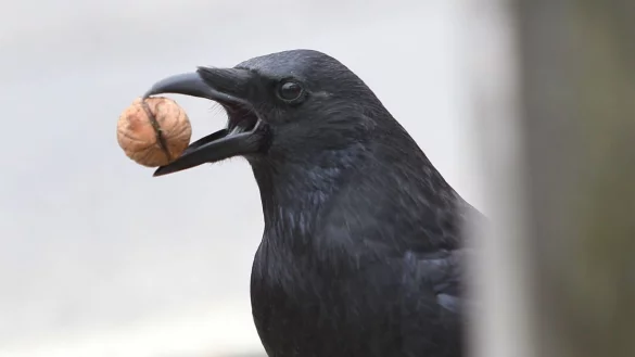 In Städten werfen Krähen gern Walnüsse oder andere hartschalige Dinge vor Autos, Räder oder Füße - in der Hoffnung, sie aufgeknackt zu bekommen. - © picture alliance / dpa