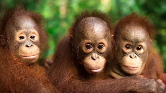 Auch jeder Einzelne kann einiges tun, um Orang-Utans zu schützen. - © Jayaprakash Bojan/Borneo Orangutan Survival/dpa