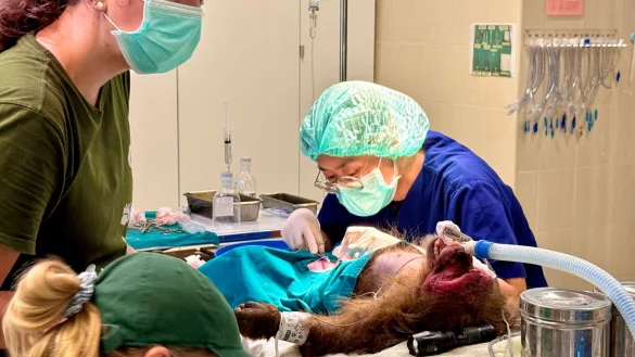 Die WFFT-Veterinärin Dr. Kwan bei ihrer täglichen Arbeit - hier operiert sie einen Bärenmakak. - © Carola Frentzen/dpa