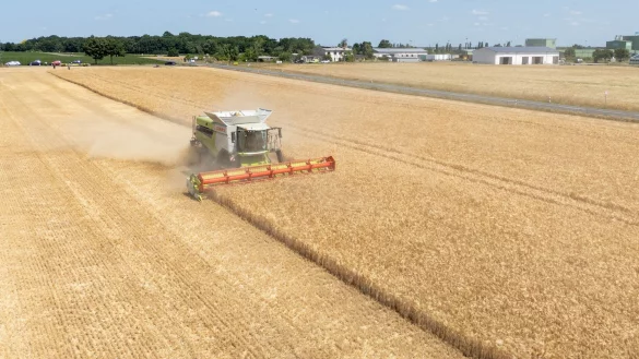 Die Landwirte hoffen nach einem trockenen Frühjahr auf eine durchschnittliche Ernte. (Archivbild) - © Sebastian Kahnert/dpa