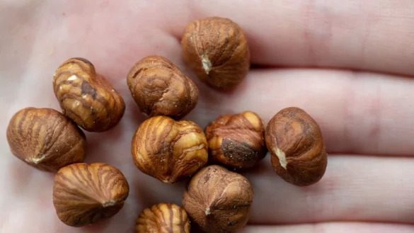 Haselnüsse wachsen auch in Deutschland, kommen aber vor allem aus der Türkei. (Illustration) - © Daniel Karmann/dpa