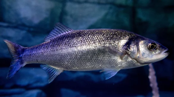 Angell&auml;den sind ausverkauft, die Menschen fangen tonnenweise Wolfsbarsch. (Symbolfoto) - &copy; Hauke-Christian Dittrich/dpa