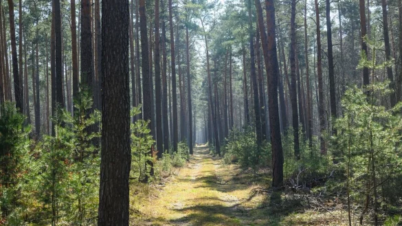 Trockene Wälder wie etwa die Kiefernwälder in Brandenburg haben oft eine hohe Waldbrandgefährdung. - © Patrick Pleul/dpa