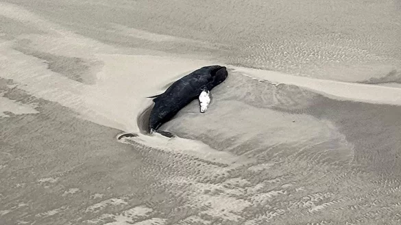 Experten des Nationalparks gehen anhand der Luftaufnahme davon aus, dass es sich bei dem Tier um einen toten Buckelwal handelt. - © -/Citynewstv/dpa